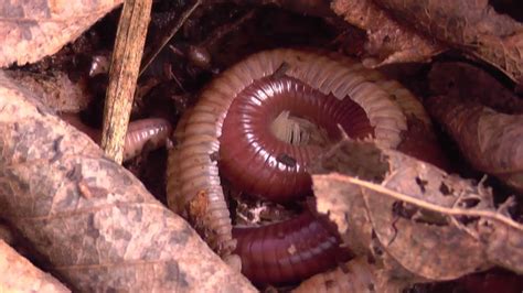 Piolho De Cobra Mancha A Pele - Piolho De Cobra Mancha A Pele - NAZAEDU