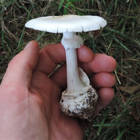 destroying angel maryland biodiversity project