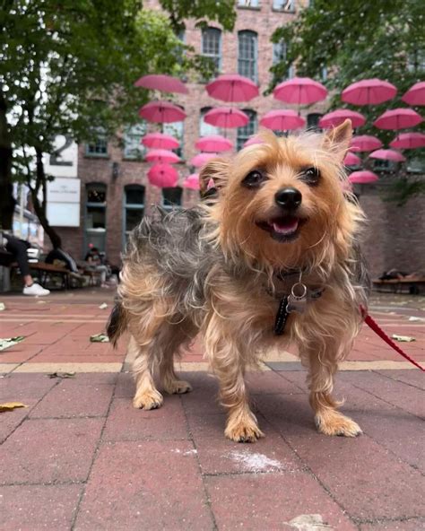 Meet The Yorkie Chihuahua Mix: The Ultimate Lap Dog