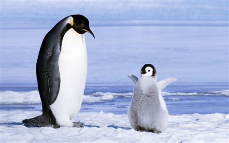 Penguin Wallpapers Images Photos Pictures Backgrounds