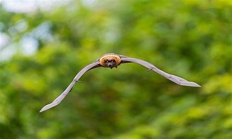 Flying And Gliding Mammals From Around The World - WorldAtlas