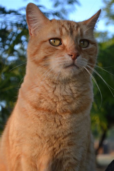 teach contest entry  modern cat