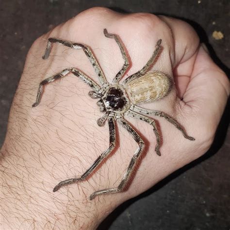 Holconia murrayensis (Australian Banded Huntsman) 2" – Spider Shoppe