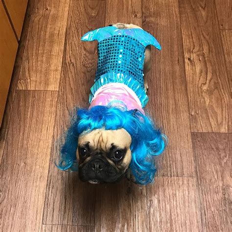 Photos of French Bulldogs in Halloween Costumes | PS Pets