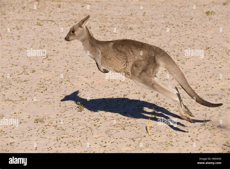 eastern grey kangaroo macropus giganteus hopping  south wales
