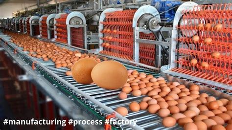 Chicken Farm Egg Production at Tristan Oflaherty blog