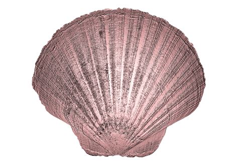 Download Seashell, Shell, Nature. Royalty-Free Stock Illustration Image ...