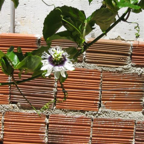 Passion Fruit (Passiflora Edulis) Plant Care & How to Grow, Water