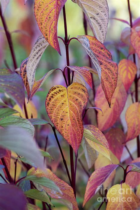 Siberian Dogwood in Autumn Photograph by Tim Gainey - Pixels