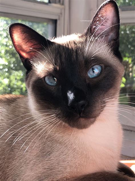 Siamese Cats For Sale Seattle Wa - SAEROA