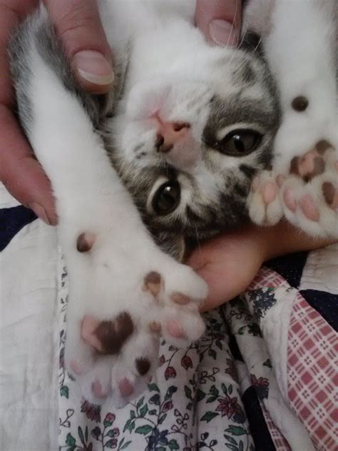 "Fast 7 Scratchy Paws", Polydactyle, Mitten Kitten, Hemmingway cat