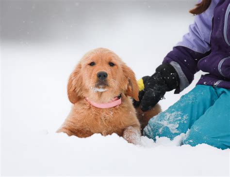 choosing a great vet for your golden retriever