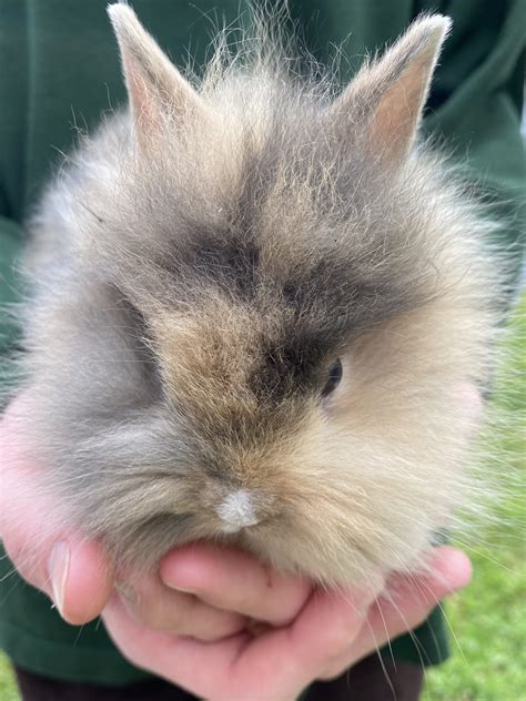 baby lionhead rabbit rabbits  sale