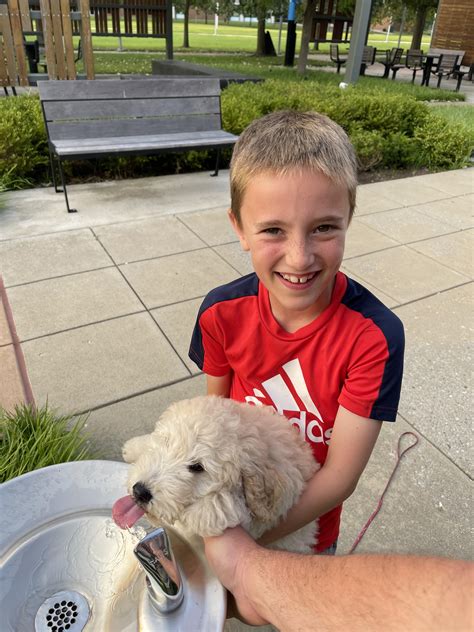 Rehydrating at the half way point on our walk : r/Goldendoodles