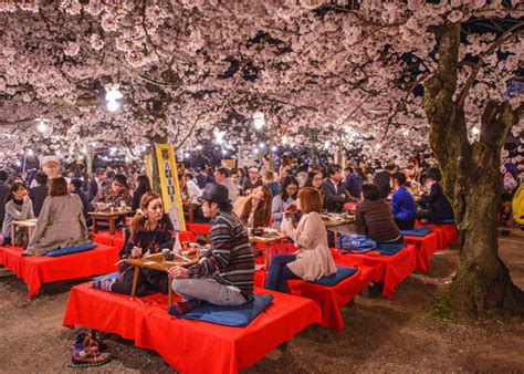 complete hanami guide   enjoy  cherry blossom party  japan