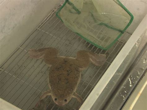 simultaneous pre- and post-synaptic electrophysiological recording from ... 