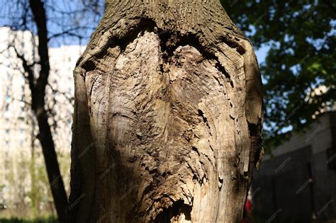 premium photo wood texture   tree   branch