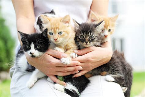 small pussies stock  pictures royalty  images