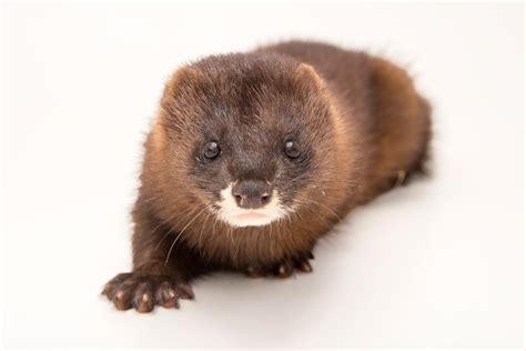 European Mink | RARE: Creatures of the Photo Ark | Official Site | PBS