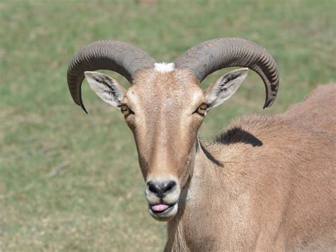 The Online Zoo - Aoudad