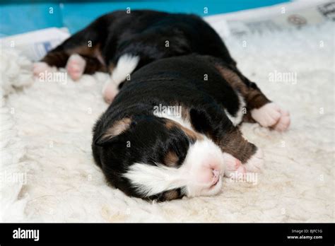 Newborn baby bernese mountain dog hi-res stock photography and images ...