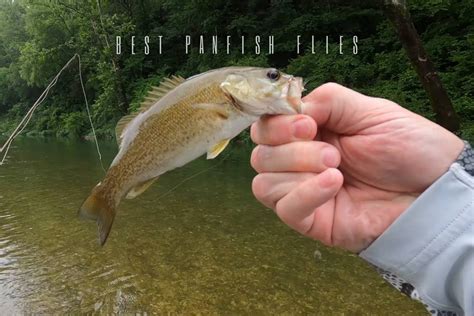 The 12 Best Panfish Flies - Fly Selection Guide