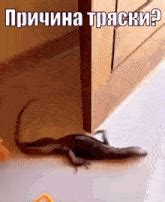 ящерица тряска GIF - Ящерица Тряска Причина тряски - Discover & Share GIFs