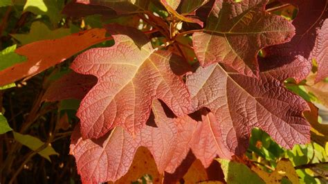 varieties  oakleaf hydrangea