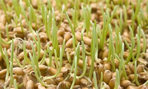 Селен в продуктах питания. Антиоксидант для здоровья
