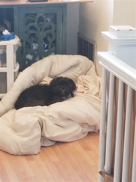 Julia discovers an unexpected perk of Laundry Day : r/Shihtzu