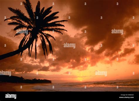 Palm Tree at Sunset, Oahu, Hawaii, USA Stock Photo - Alamy