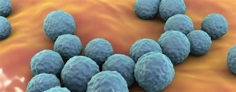 Enterococcus Faecalis