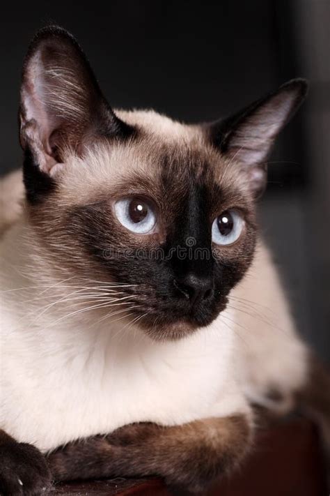 Gatto siamese fotografia stock. Immagine di bianco, animale - 14011020