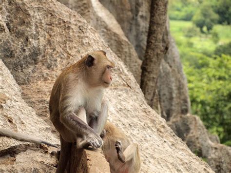 Premium Photo | Lion sitting on rock