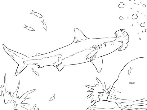 Hammerhead Shark Coloring Page at GetColorings.com | Free printable ...