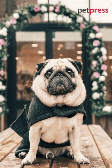 10 Mind-Blowing Dog Christmas Wallpaper: Prepare to Be Amazed! - PetPress