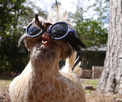 Pin by Hello on Other Cute Things | Funny animals, Chicken humor, Pet