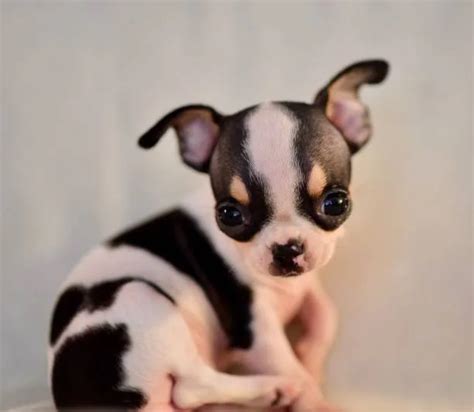 How Much Do Teacup Chihuahuas Cost? Find Out! - The Chihuahua Guide