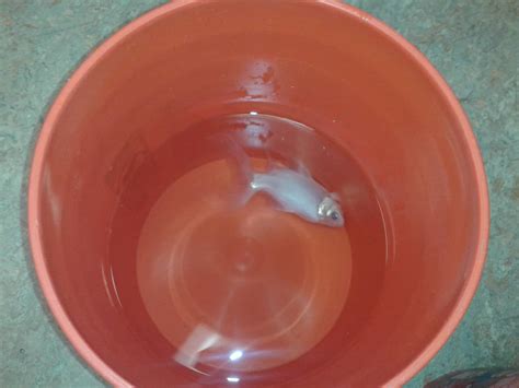 how to transport fish in car long distance