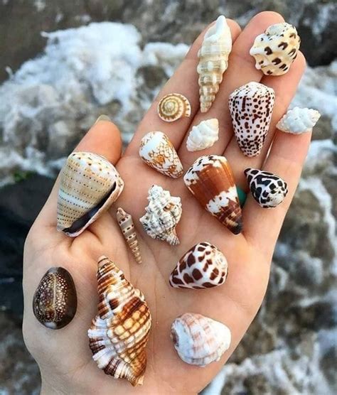 handful  pretty shells   shells seashells photography sea