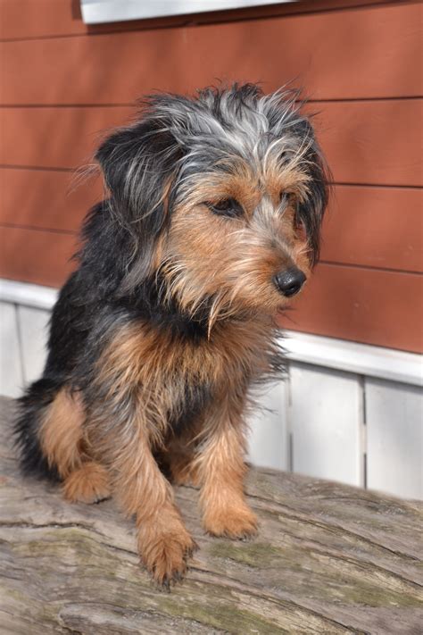 Health standards are improving for the future Yorkie terrier mix 22