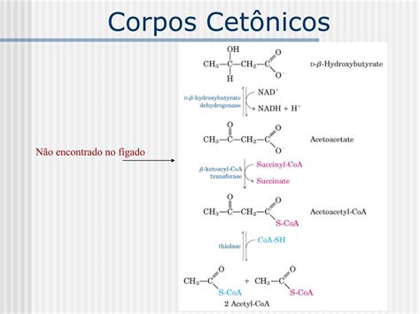 O Que É Corpos Cetonicos - PPT - Corpos Cetônicos PowerPoint Presentation, free download - ID:757937