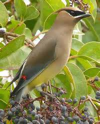 Common Birds of San Francisco Bay Area: sfbaywildlife.info