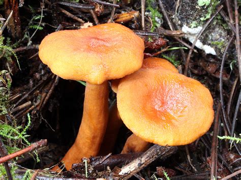 Млечник камфорный (Много фото) - treepics.ru