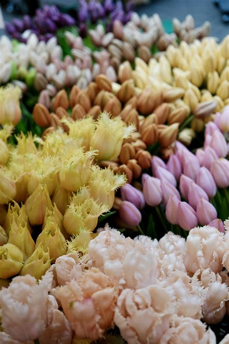 Amsterdam Tulips Wallpapers - Top Free Amsterdam Tulips Backgrounds