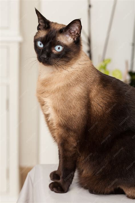 siamese breed of cats 5