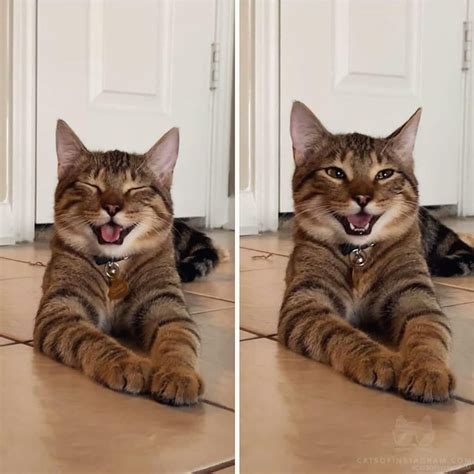 The happiest cat I've ever seen : aww