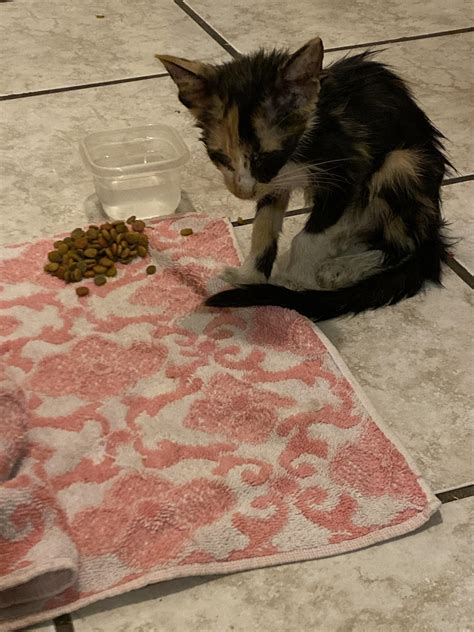 128 best Mama Kitty images on Pholder | Aww, Calico Kittys and Hello