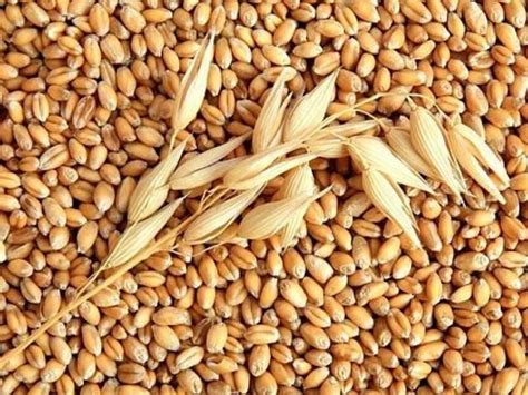 Пшеница оптом: продажа, цены, гарантия качества