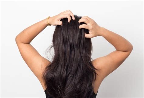 How to Treat Fleas in Human Hair? | Information and Facts - Pest Samurai